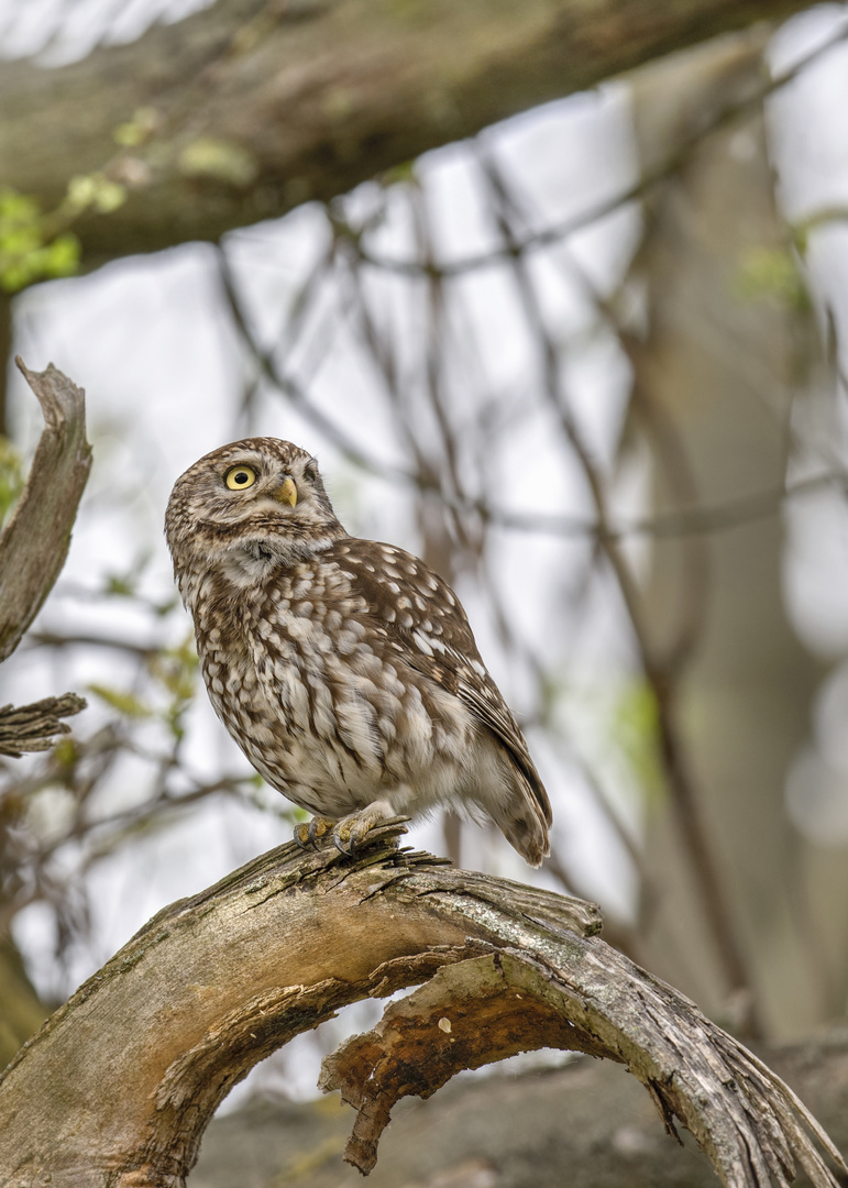 Steinkauz (Athene noctua)