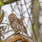 Steinkauz (Athene noctua)