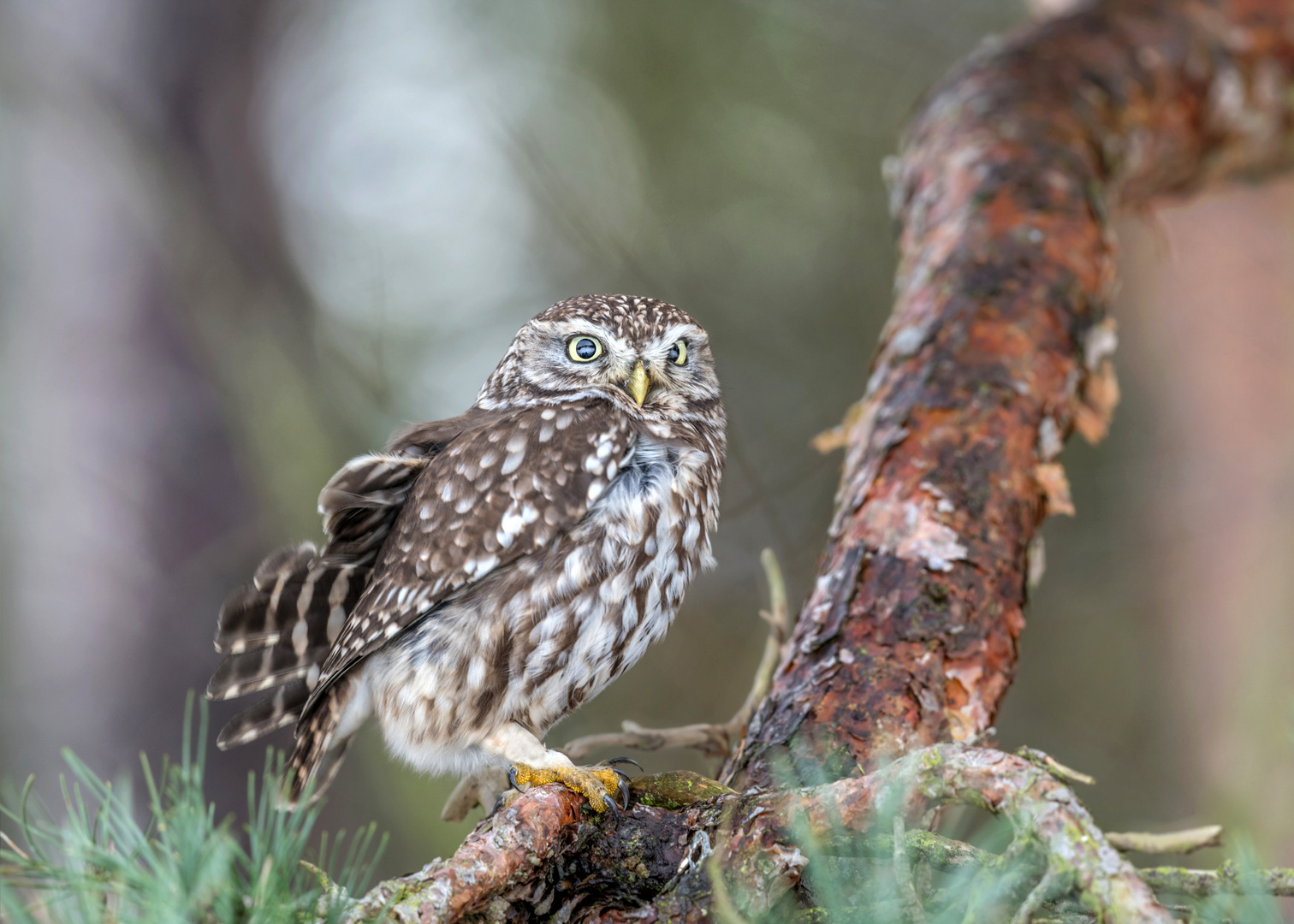 Steinkauz (Athene noctua)