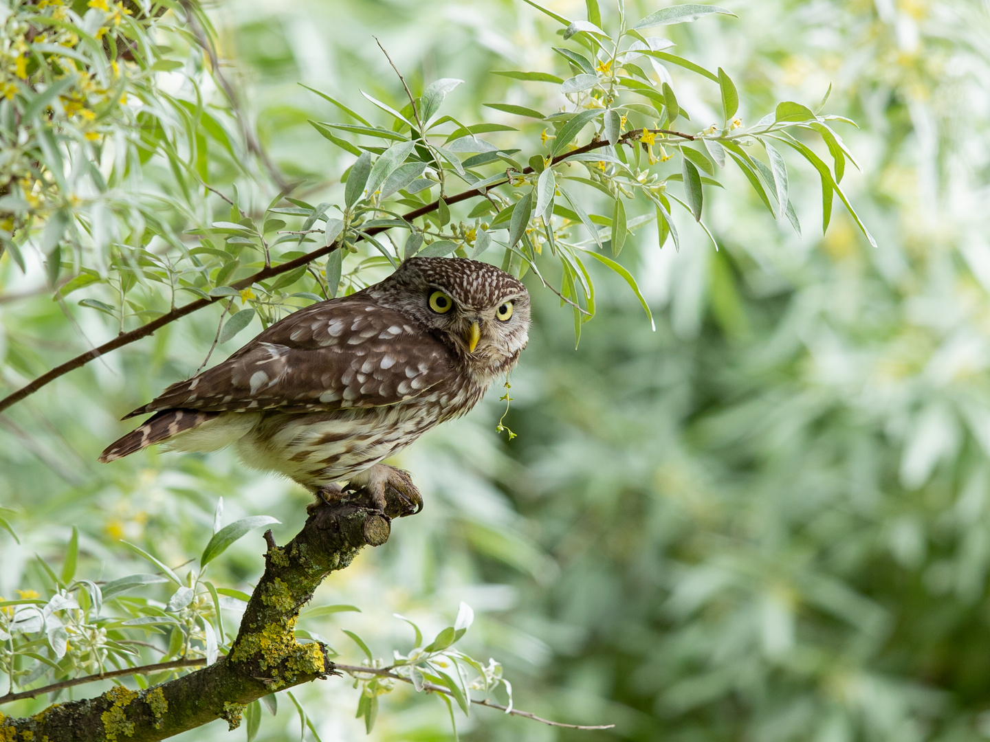 STEINKAUZ (Athene noctua)