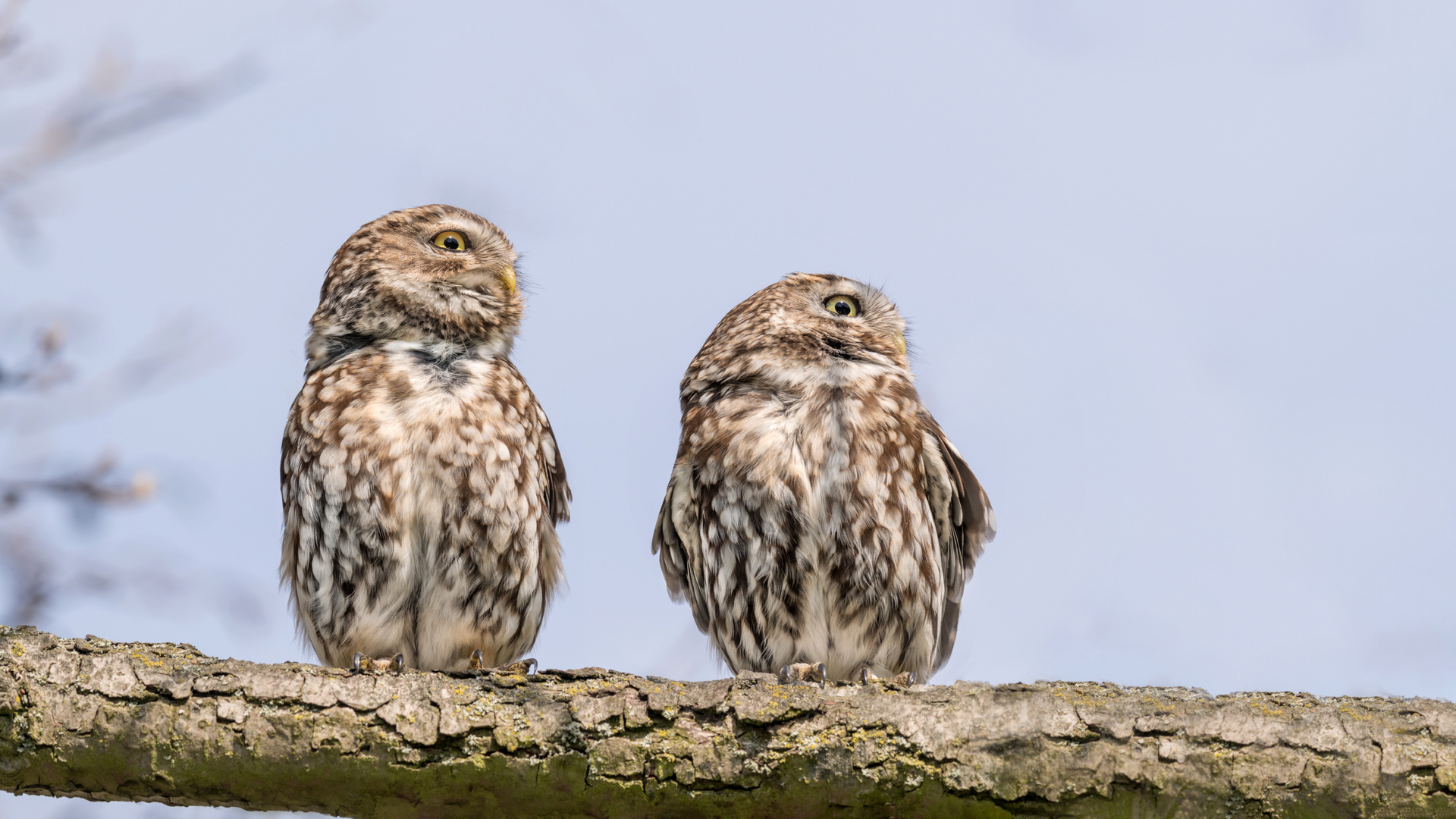 Steinkauz (Athene noctua)