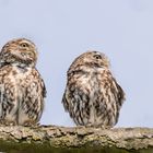 Steinkauz (Athene noctua)