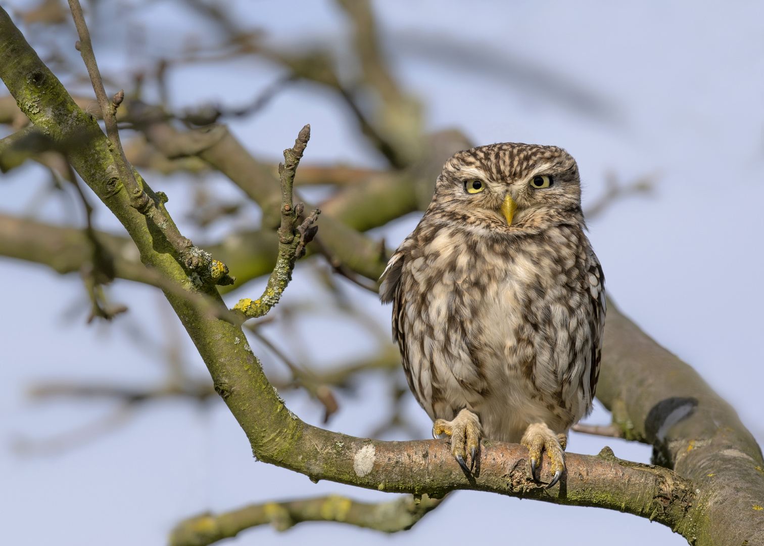 Steinkauz (Athene noctua) 