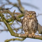 Steinkauz (Athene noctua) 