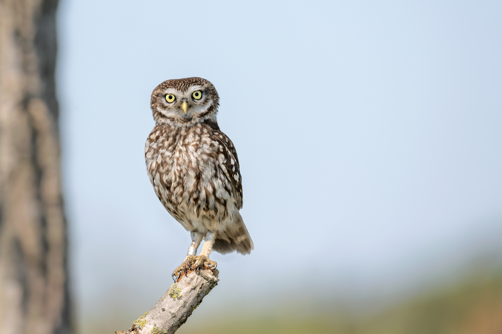 Steinkauz (Athene noctua)