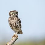 Steinkauz (Athene noctua)