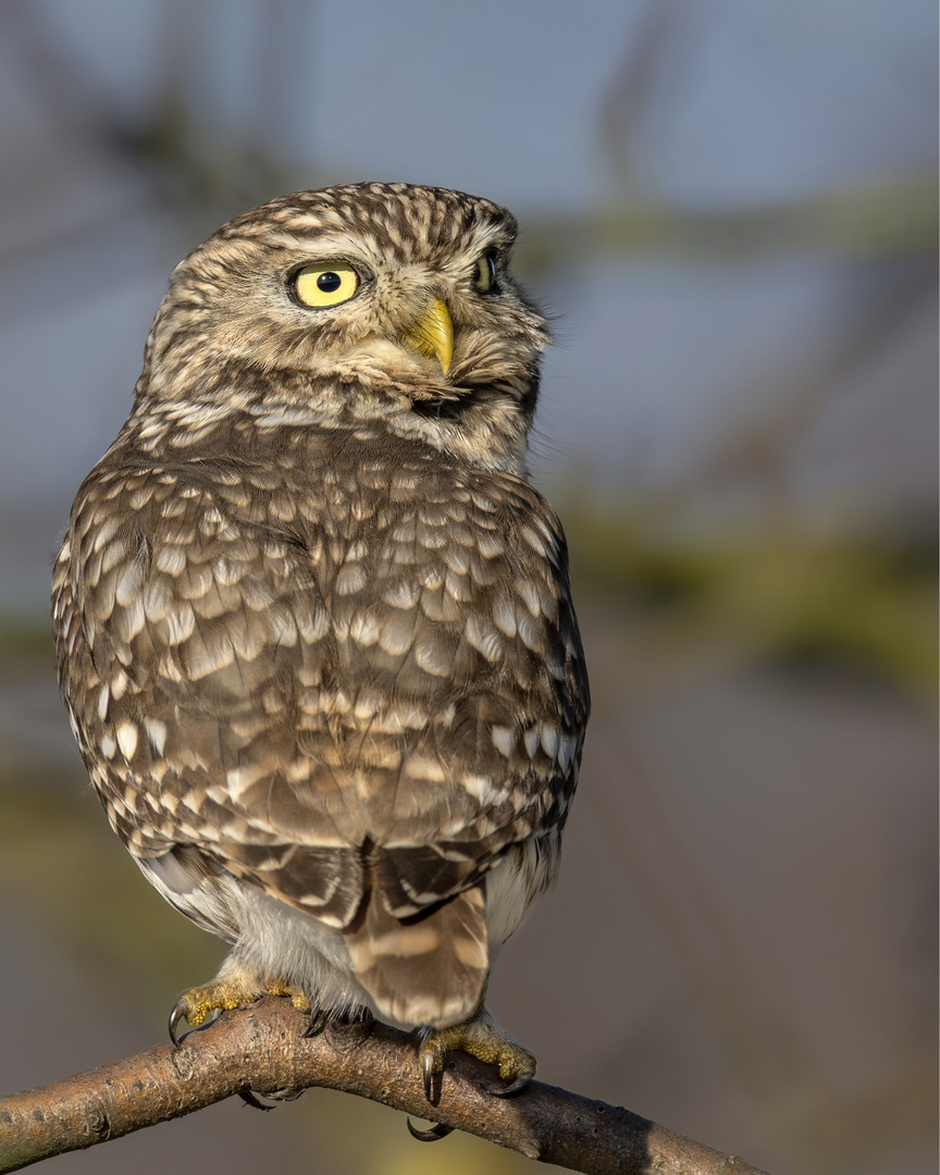 Steinkauz (Athene noctua)