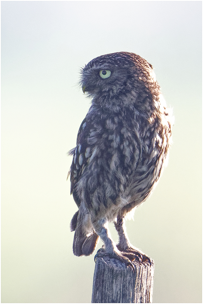 Steinkauz (Athene noctua)