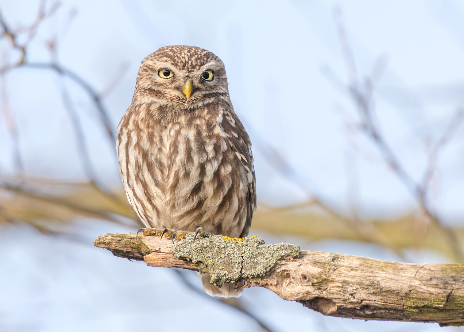 Steinkauz (Athene noctua)