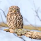 Steinkauz (Athene noctua)