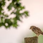 Steinkauz (Athene noctua)