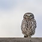 Steinkauz (Athene noctua)