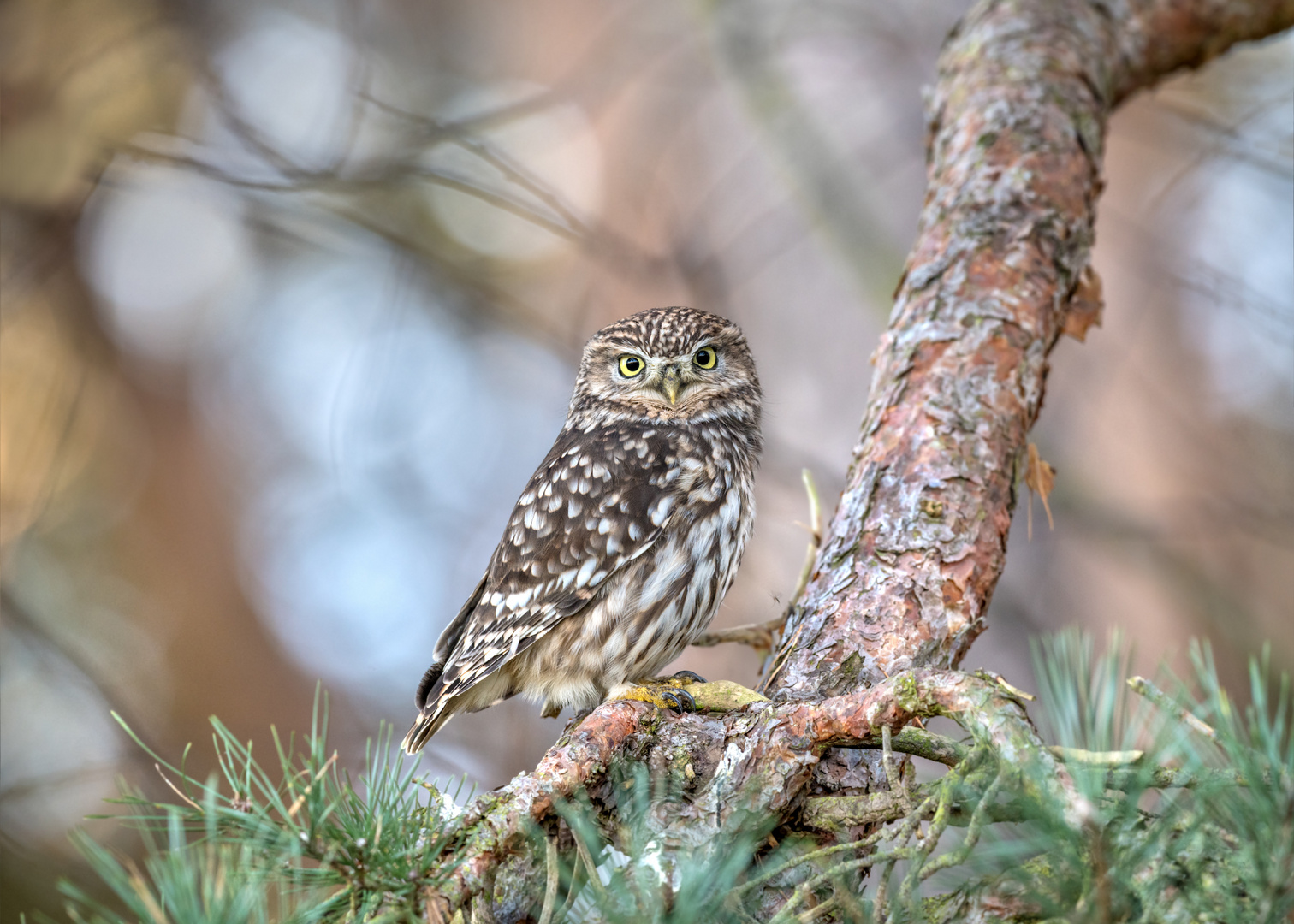 Steinkauz (Athene noctua)