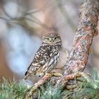 Steinkauz (Athene noctua)