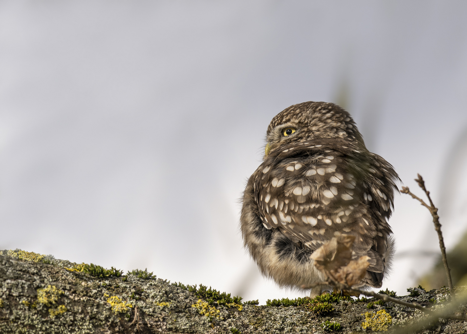 Steinkauz (Athene noctua)