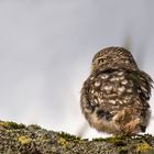 Steinkauz (Athene noctua)