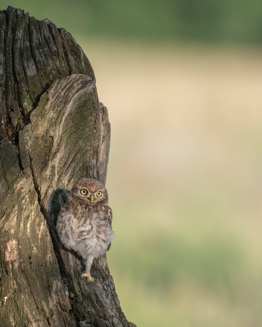 Steinkauz (Athene noctua)