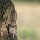 Steinkauz (Athene noctua)