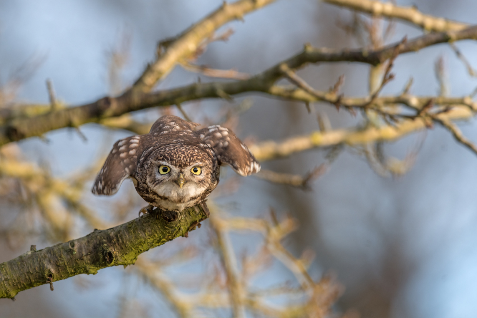 Steinkauz (Athene noctua)