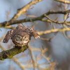 Steinkauz (Athene noctua)