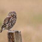 Steinkauz (Athene noctua)