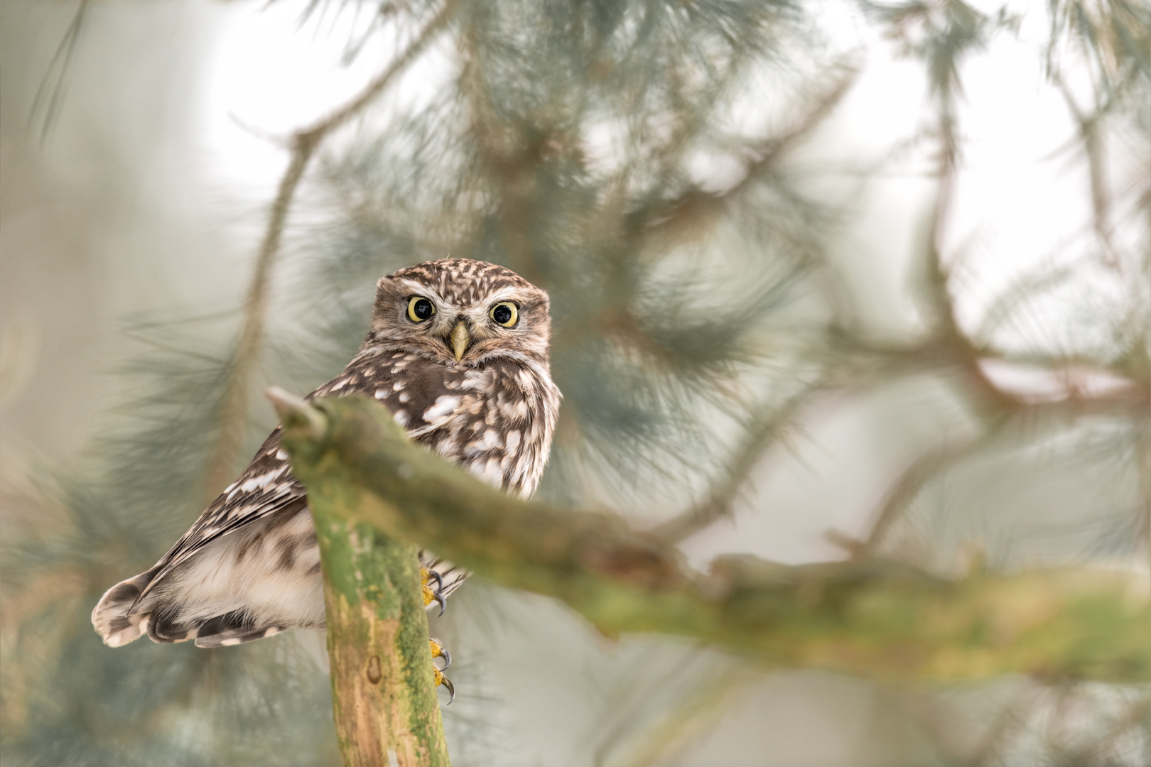 Steinkauz (Athene noctua)