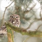 Steinkauz (Athene noctua)