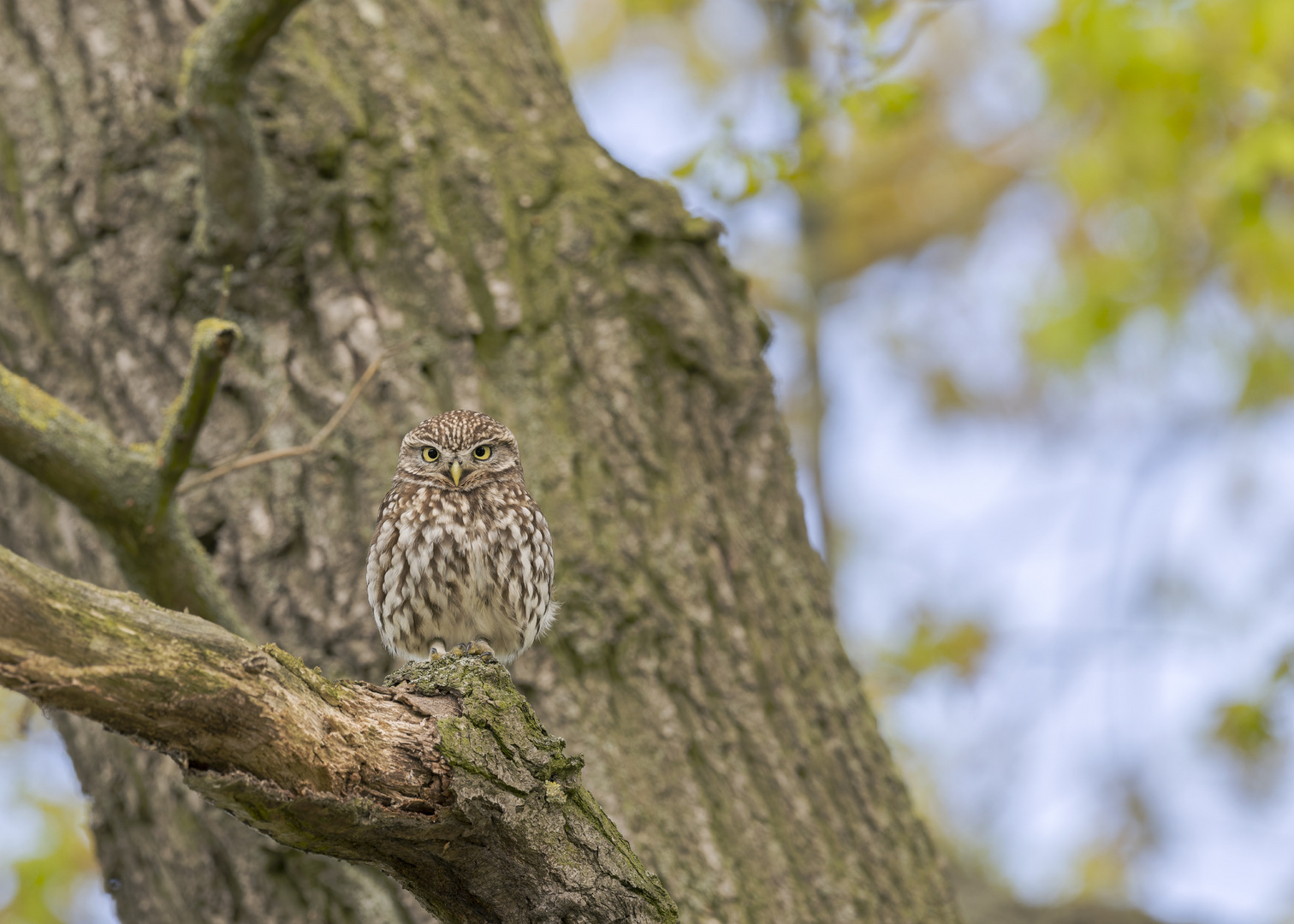 Steinkauz (Athene noctua)