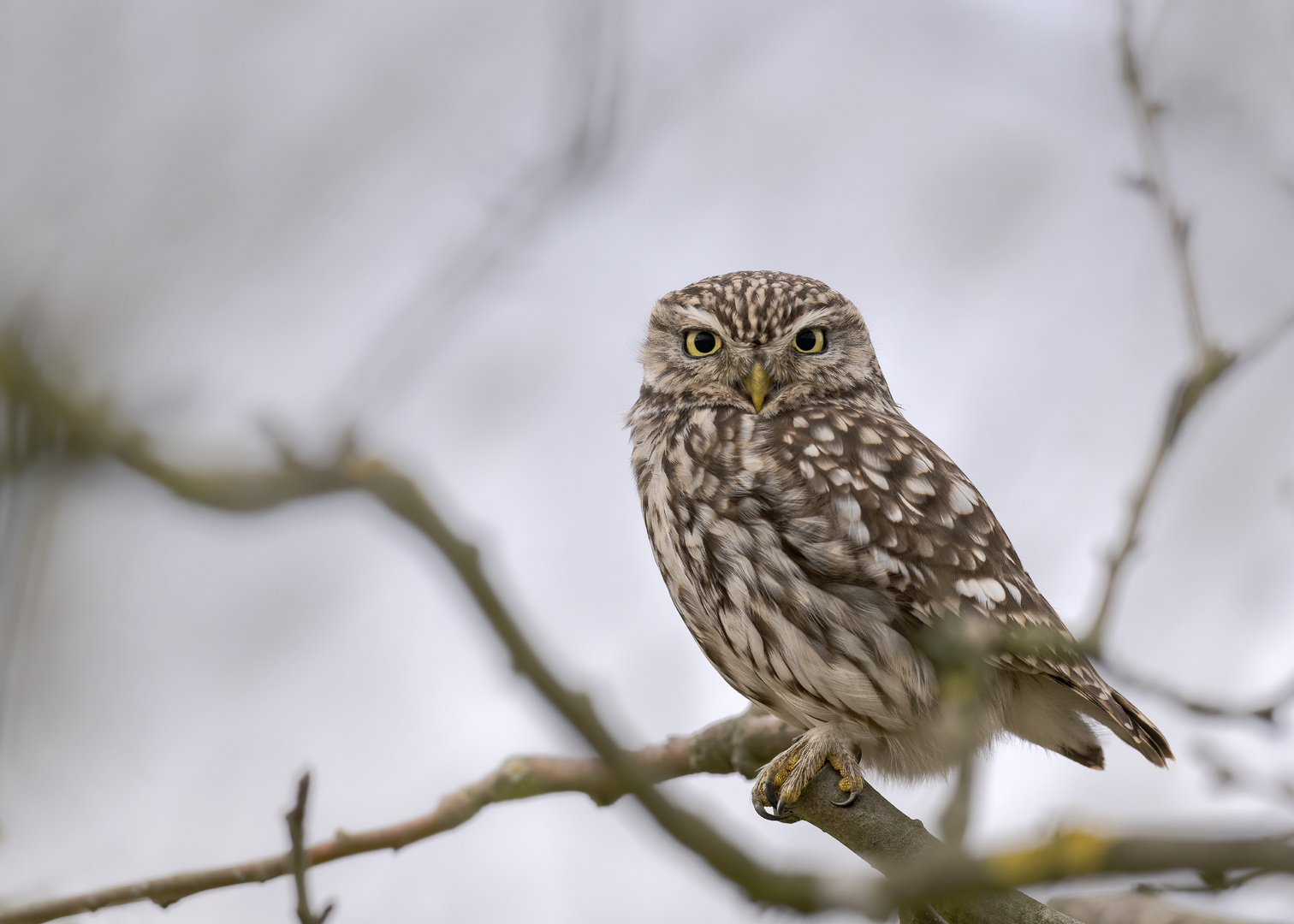 Steinkauz (Athene noctua) 