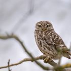 Steinkauz (Athene noctua) 