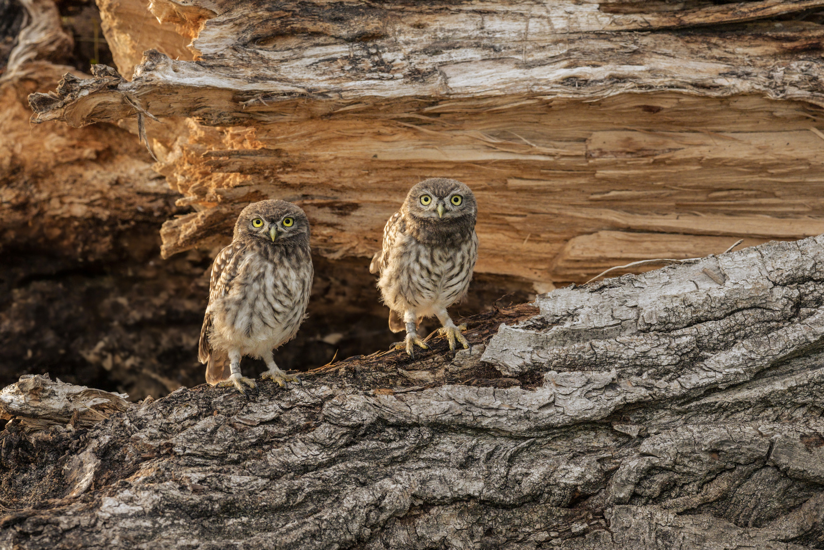 Steinkauz (Athene noctua)