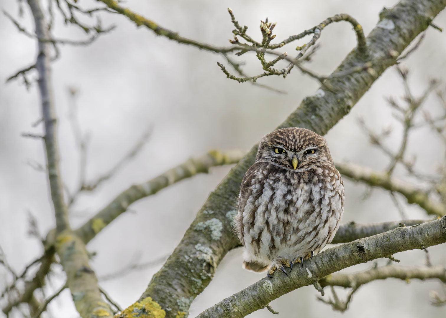 Steinkauz (Athene noctua)