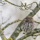 Steinkauz (Athene noctua)