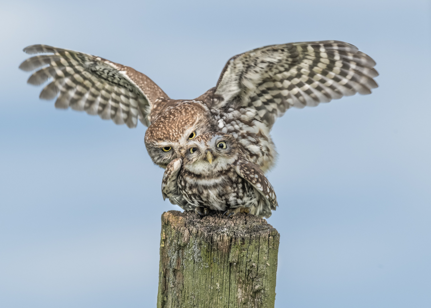 Steinkauz (Athene noctua)