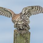 Steinkauz (Athene noctua)