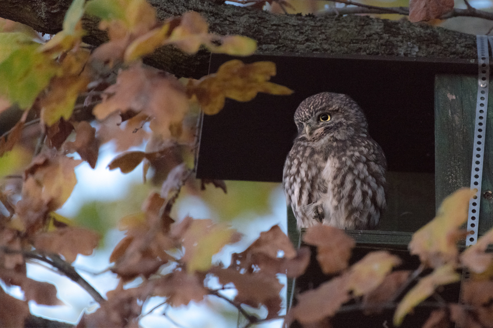 Steinkauz (Athene noctua)