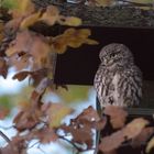 Steinkauz (Athene noctua)