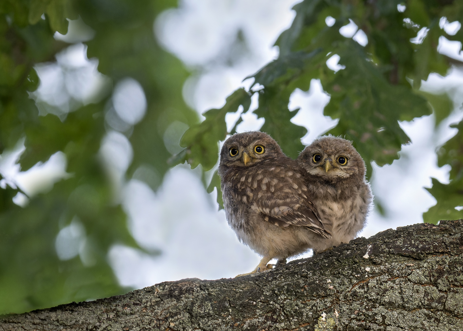 Steinkauz (Athene noctua)