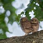 Steinkauz (Athene noctua)