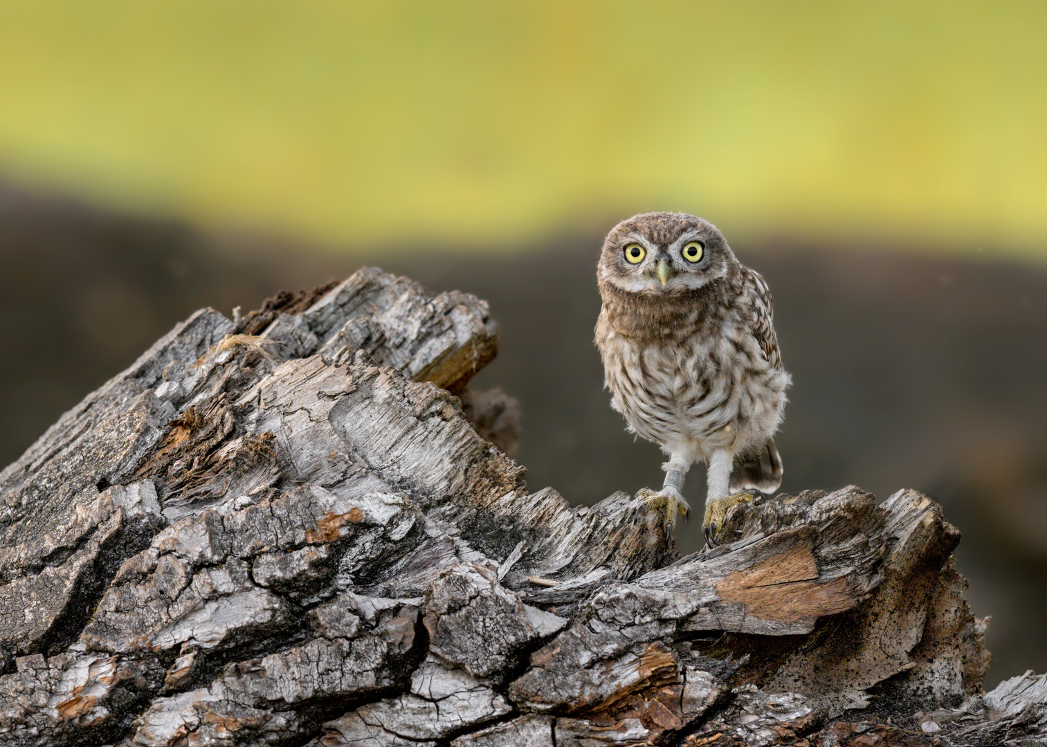 Steinkauz (Athene noctua)