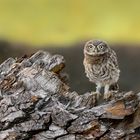 Steinkauz (Athene noctua)