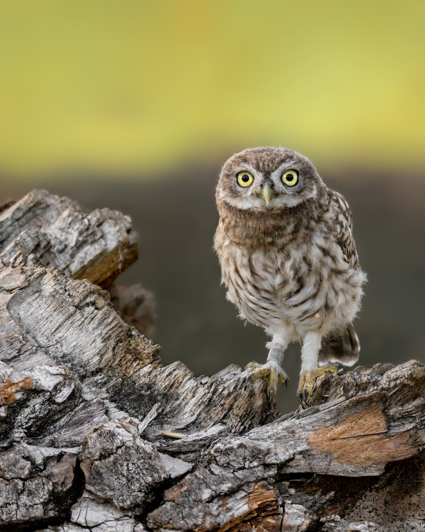 Steinkauz (Athene noctua)