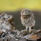 Steinkauz (Athene noctua)