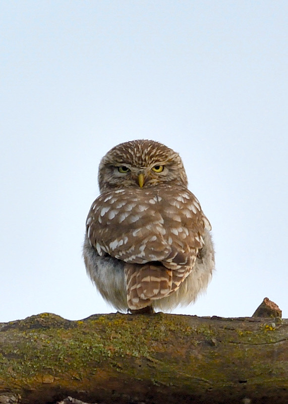 Steinkauz (Athene noctua)