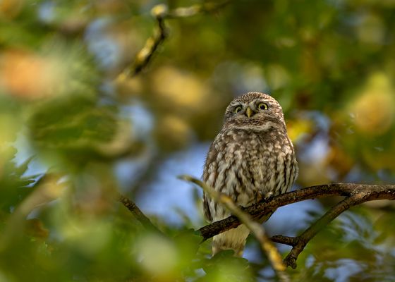 Steinkauz (Athene noctua) 
