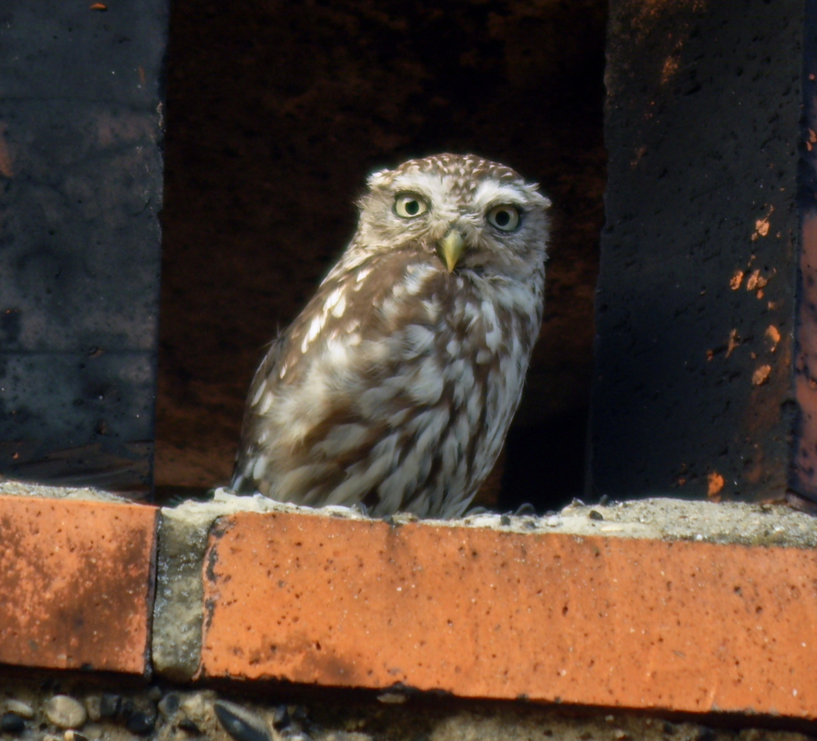 Steinkauz (Athene noctua)