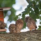 Steinkauz (Athene noctua) 