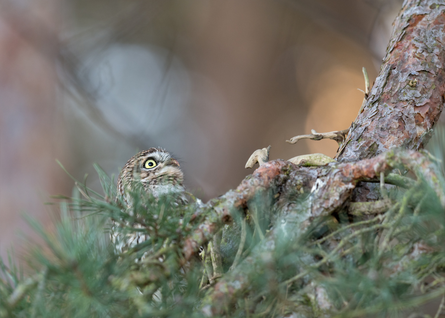 Steinkauz (Athene noctua)