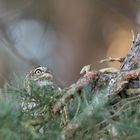 Steinkauz (Athene noctua)