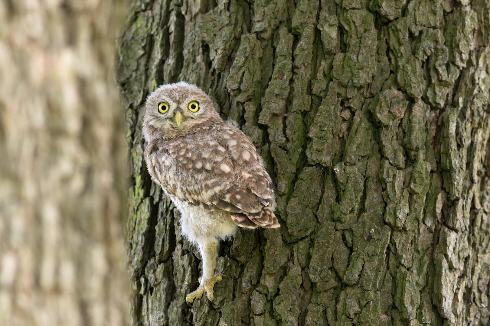 Steinkauz (Athene noctua)